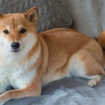 TosaToken io to Tosa Inu Shiba Doge