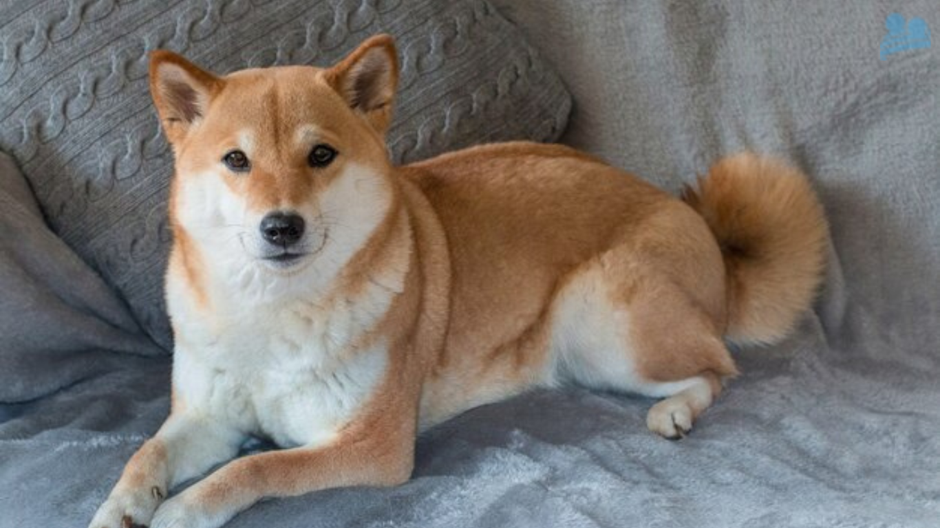 TosaToken io to Tosa Inu Shiba Doge