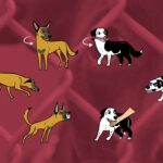 Understanding pet body language