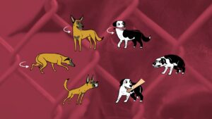 Understanding pet body language