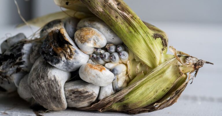 Unveiling the Delicacy: Exploring the Wonders of Huitlacoche