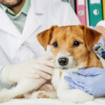 Goddard Veterinary Group Chalfont St. Peter: Pioneering Pet Care in Gerrards Cross