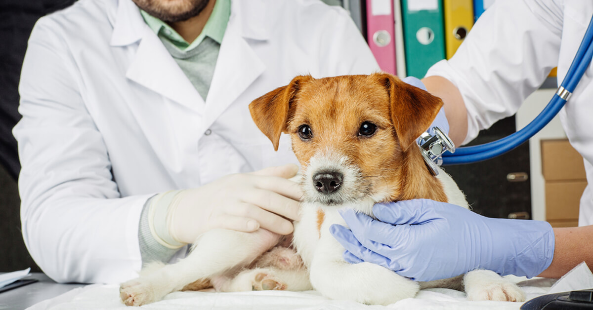 Goddard Veterinary Group Chalfont St. Peter: Pioneering Pet Care in Gerrards Cross
