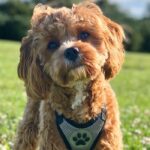 cavapoo