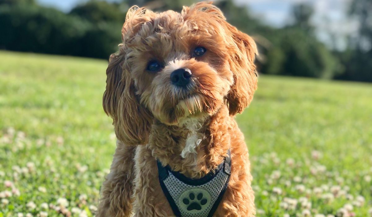 cavapoo