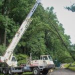Tree Removal Services