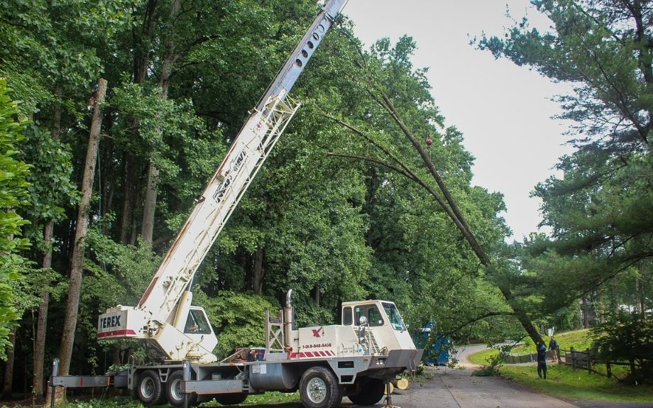 Tree Removal Services