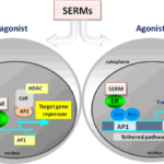 Implementing Selective Estrogen Receptor Modulator into Your Health Regimen