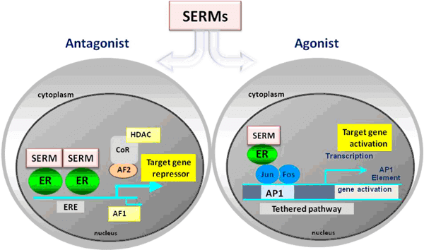 Implementing Selective Estrogen Receptor Modulator into Your Health Regimen