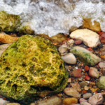 Wildcrafted Sea Moss An All-Inclusive Manual.