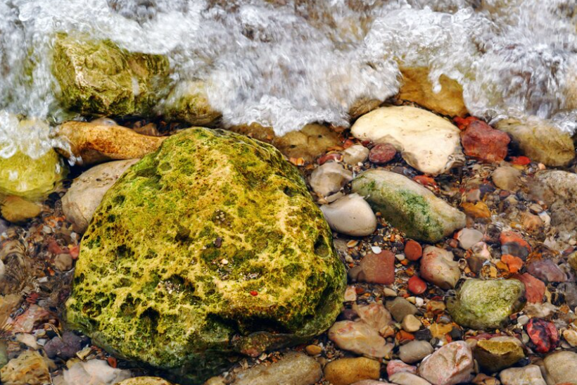 Wildcrafted Sea Moss An All-Inclusive Manual.