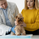 Holistic Approaches to Pet Health Care: Enhancing Wellbeing Inside and Out