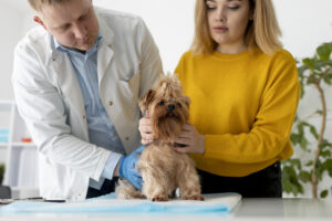 Holistic Approaches to Pet Health Care: Enhancing Wellbeing Inside and Out