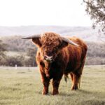Craigslist Buffalo