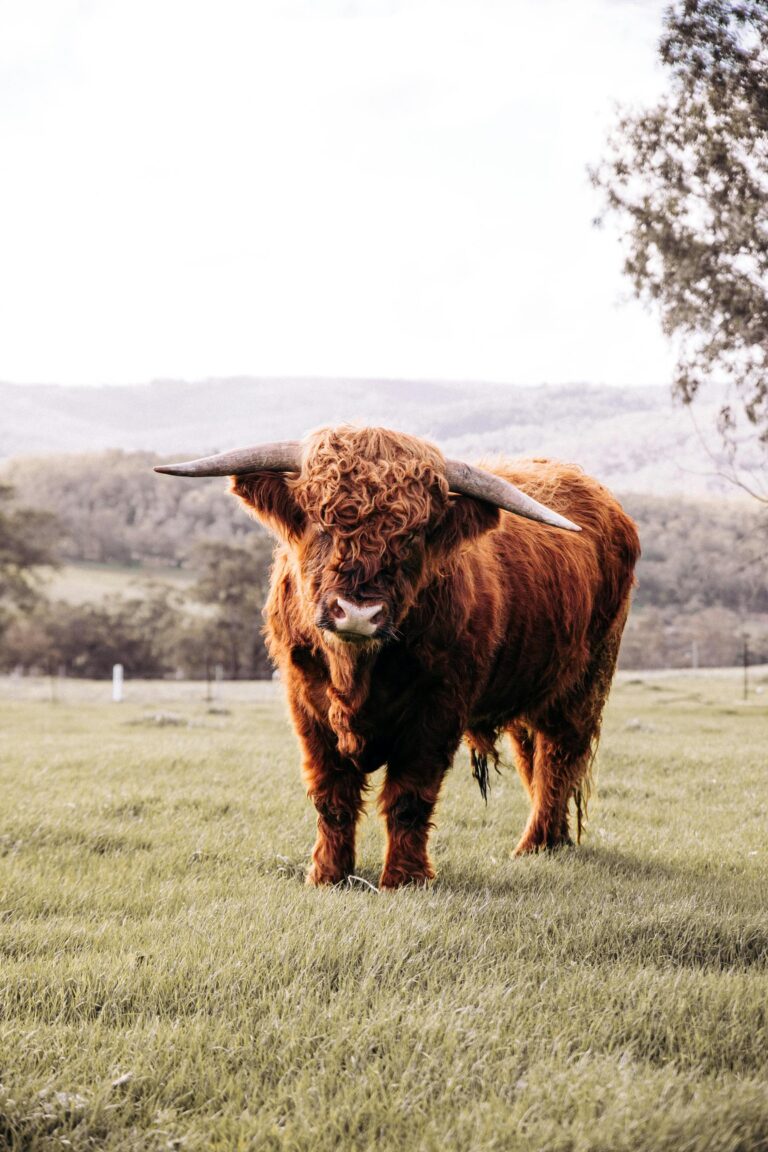 Craigslist Buffalo