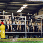 Sustainable Farming Practices: Implementing Machinery in Dairy Operations