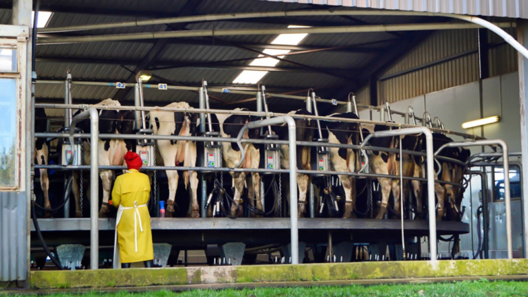 Sustainable Farming Practices: Implementing Machinery in Dairy Operations