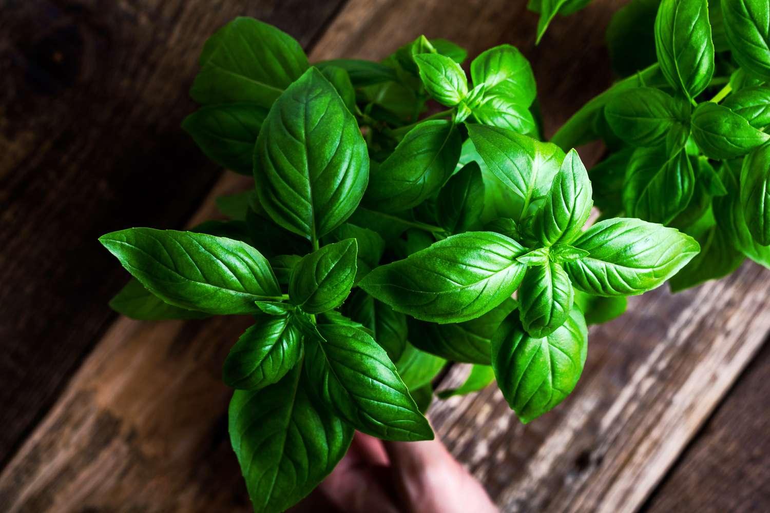Basil