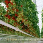 Aardbeien Kweken in Horizontale Buizen