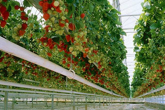 Aardbeien Kweken in Horizontale Buizen