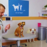 Ветеринарная клиника VetCityPets
